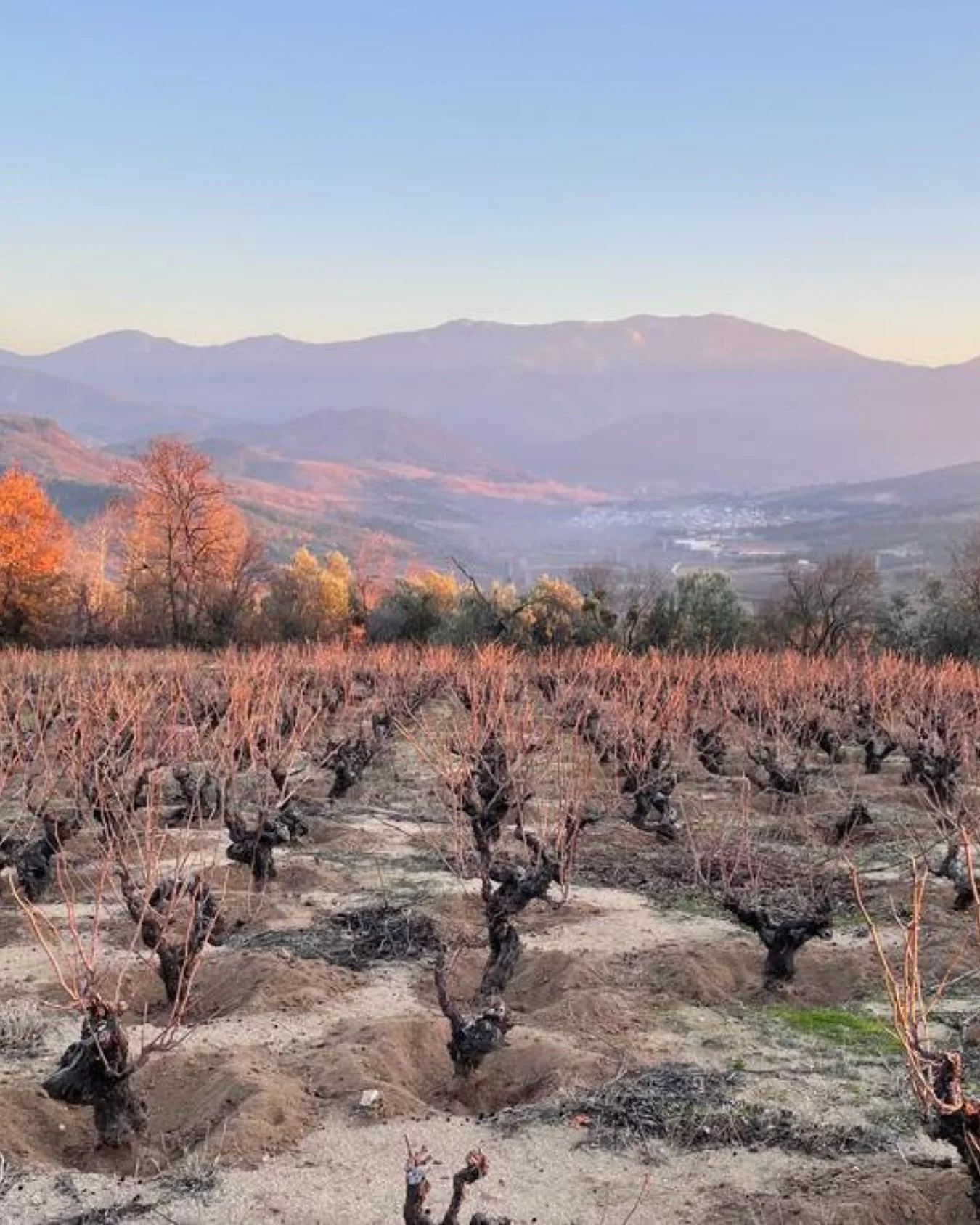 🌍 Can&rsquo;t attend The Old Vine Conference in person?
Join us live online from anywhere in the world &mdash; link in bio to register now! 🎥

You won&rsquo;t want to miss this first-ever &lsquo;Meeting of the Minds&rsquo; edition in California 🍇
