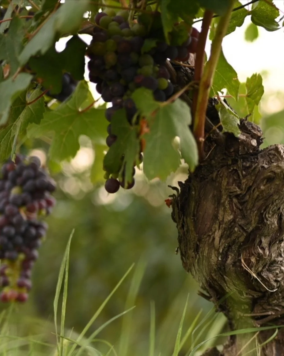 🍇 🍇 Many voices. One shared vision.

The Old Vine Conference brings together experts from every corner of the wine world &mdash; united by a passion for preserving and celebrating old vines.✨
Can&rsquo;t attend in person? 

Sign up for the live-str
