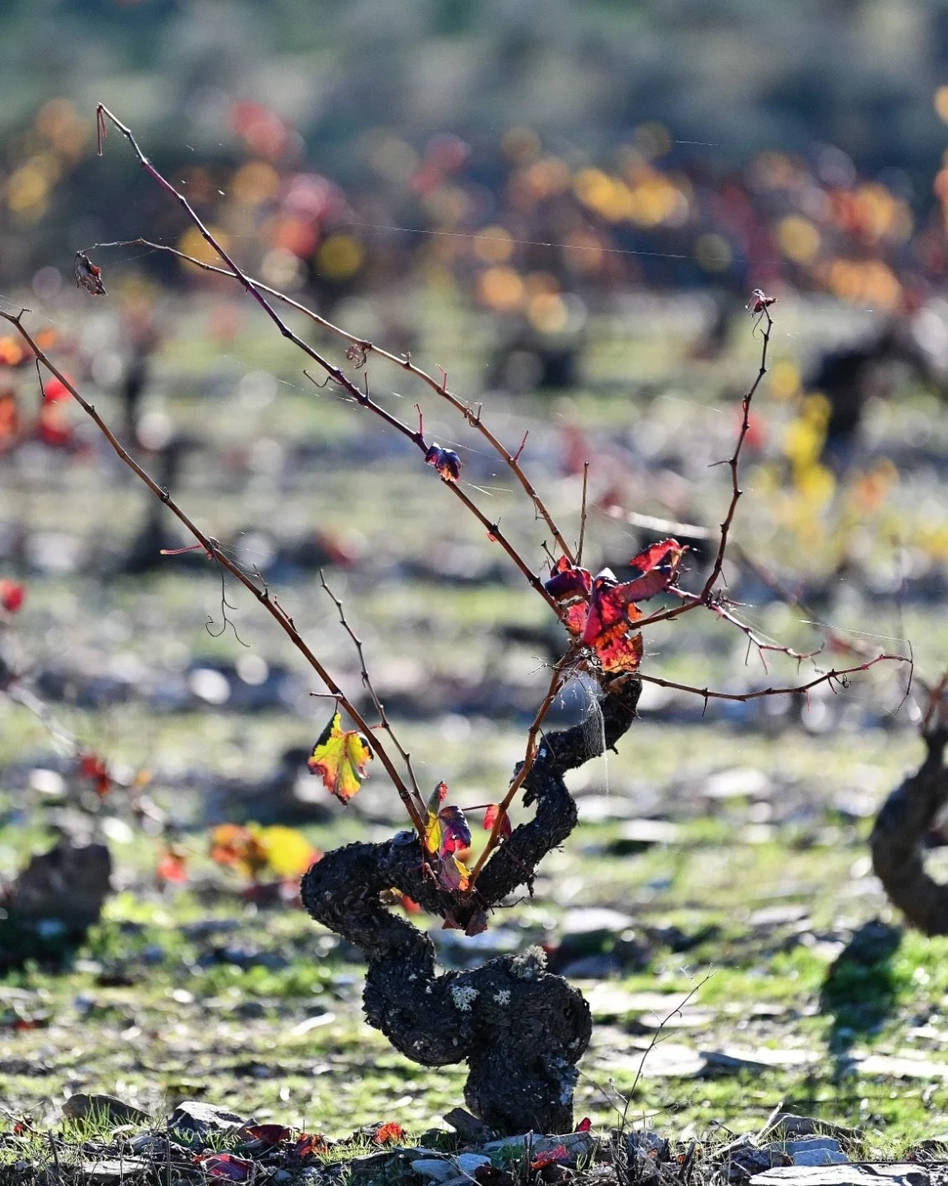 🍷 Behind every old vine is a story — of people, place, and perseverance.
This Old Vine conference being held in California between 31st October - 4th November is where those stories meet. 
It will truly be a Meeting of the minds #OVC2025.
🌍