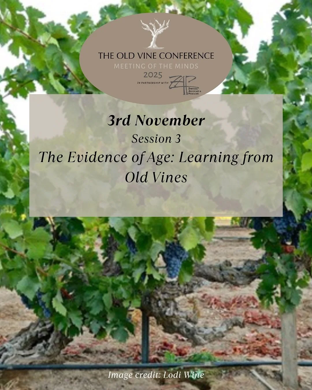3rd November, 4.30 PM PST, Lodi
📊 Data, Heritage & Marketplace: The Evidence of Age
Old vines move us, but their survival requires more than sentiment. 🌿
The last session at #OVC2025 will focus on how data, heritage, and pragmatism can work