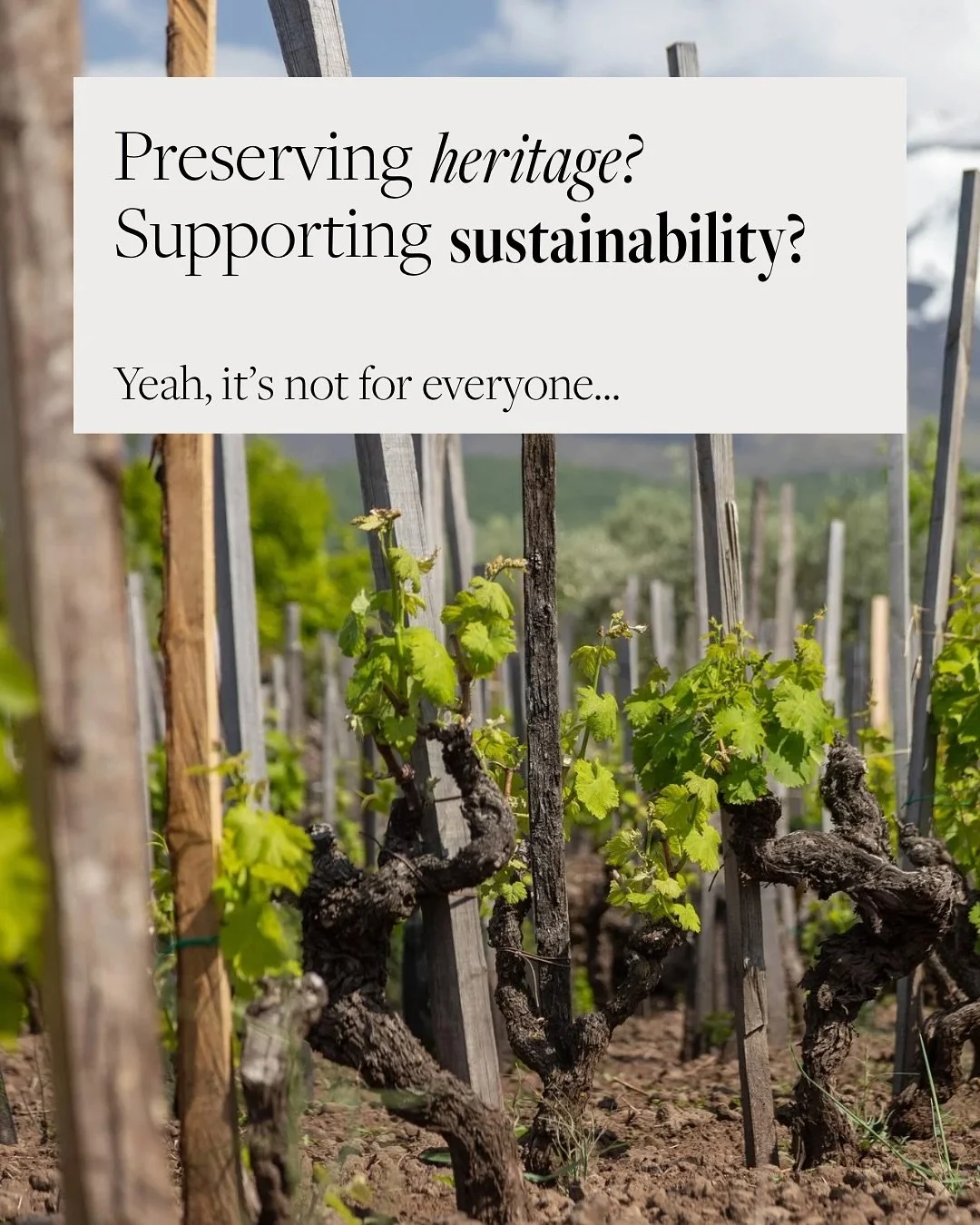 🌿 Become a Member. Support a Movement. 🌿 ⁠ The Old Vine Conference is a non-profit organisation committed to the future of old vines and their wines. You can now be a part of this global movement.⁠ ⁠ For &pound;20/year, individual membership includ