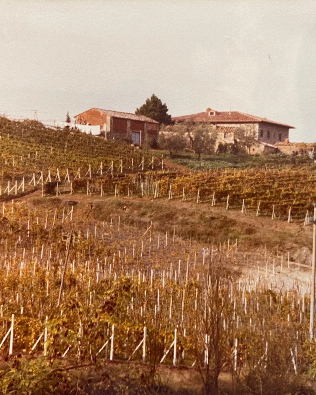 Welcome to the OVC community @arillointerrabianca_winery 

In the heart of Chianti Classico, Arillo in Terrabianca preserves one of Radda&rsquo;s most distinctive old-vine sites &mdash; Vigna Terrabianca, a single hectare of Sangiovese (clone T19) pl