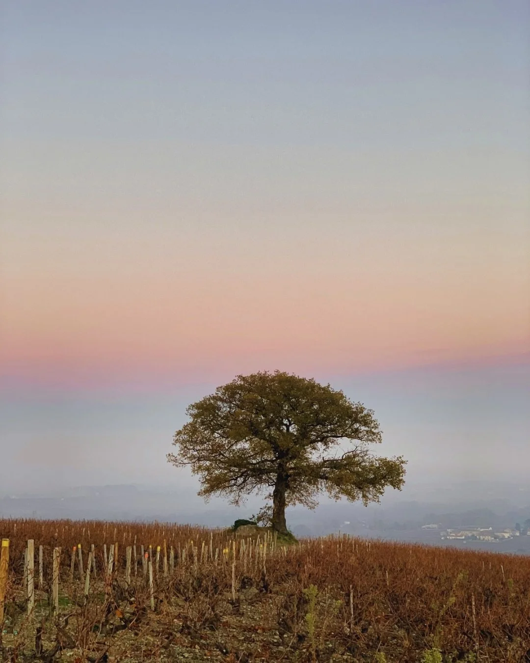 A heartfelt bienvenue to Terroirs Originels, joining The Old Vine Conference family! 🇫🇷🍇
Since the late 1990s, this alliance has offered an inspiring vision for the Beaujolais, M&acirc;connais and Monts du Lyonnais: independence, collaboration and
