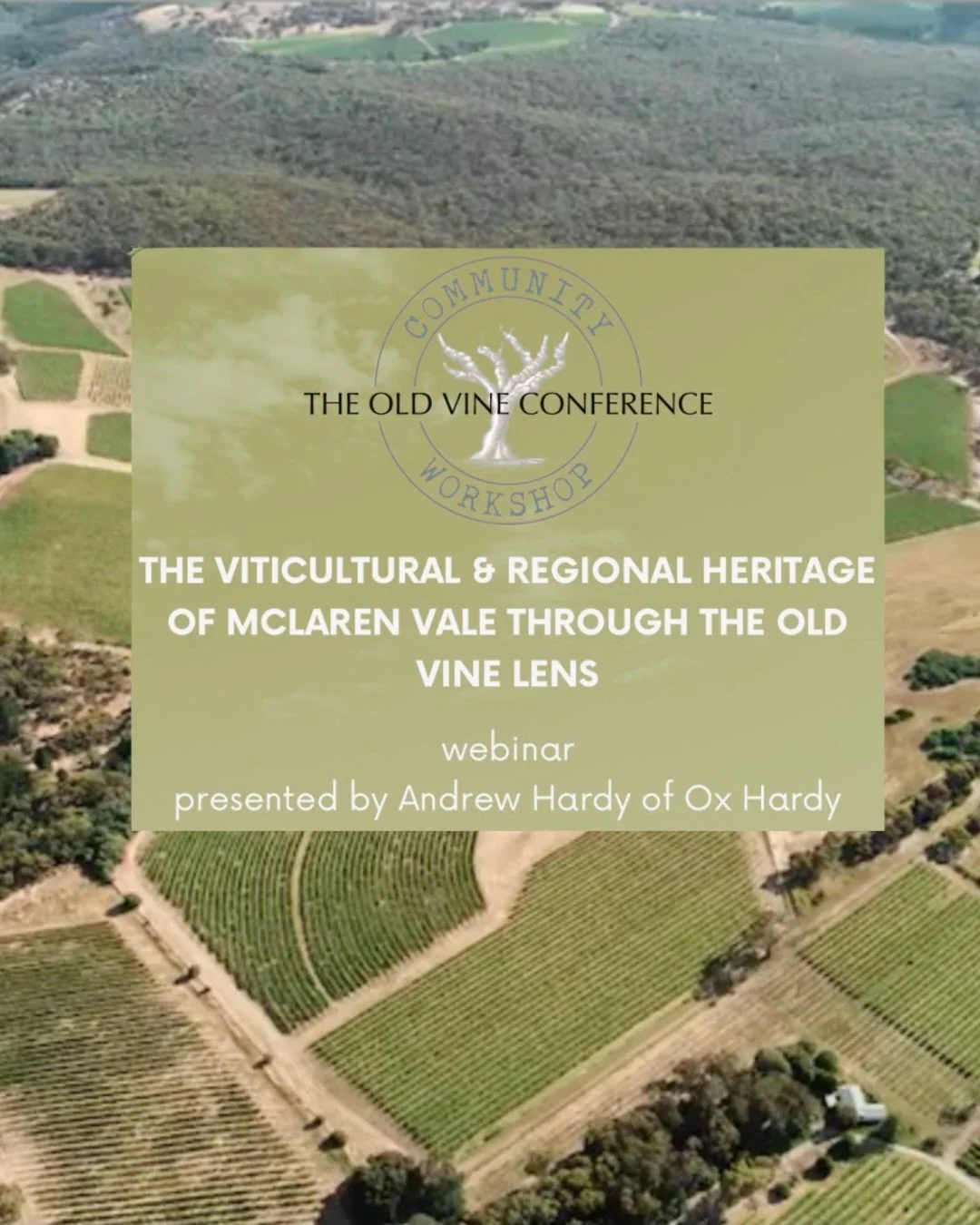 This session of the Old Vine Conference Community Workshop was an inspiring deep-dive into McLaren Vale&rsquo;s rich viticultural heritage through the lens of its remarkable old vines.
Huge thanks to Andrew Hardy (@oxhardywines ) for sharing stories,