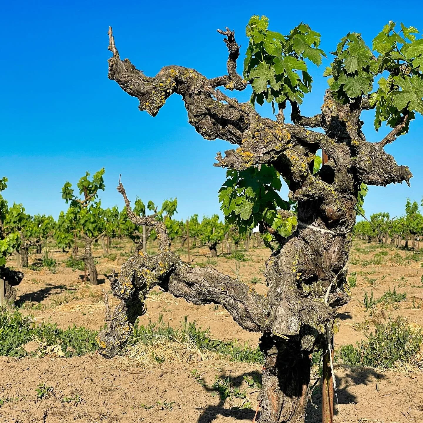 The Old Vine Registry has entered the new year with 9,393 registered historic vineyards across 42 countries, marking significant growth over the past 12 months.

With the calendar turning, vineyards planted in 1991 are now newly eligible for inclusio