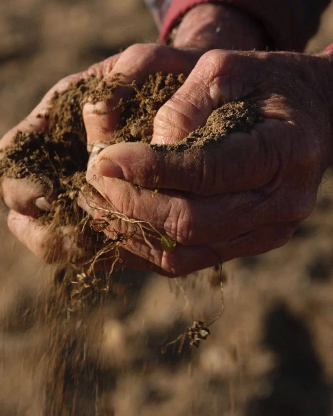 The Old Vine Conference is thrilled to welcome our first Greek member, Paros Farming Community @parosfarmingcommunity!

Approaching its centenary, this reborn cooperative brings together 30 growers safeguarding approximately 8 hectares of phylloxera-