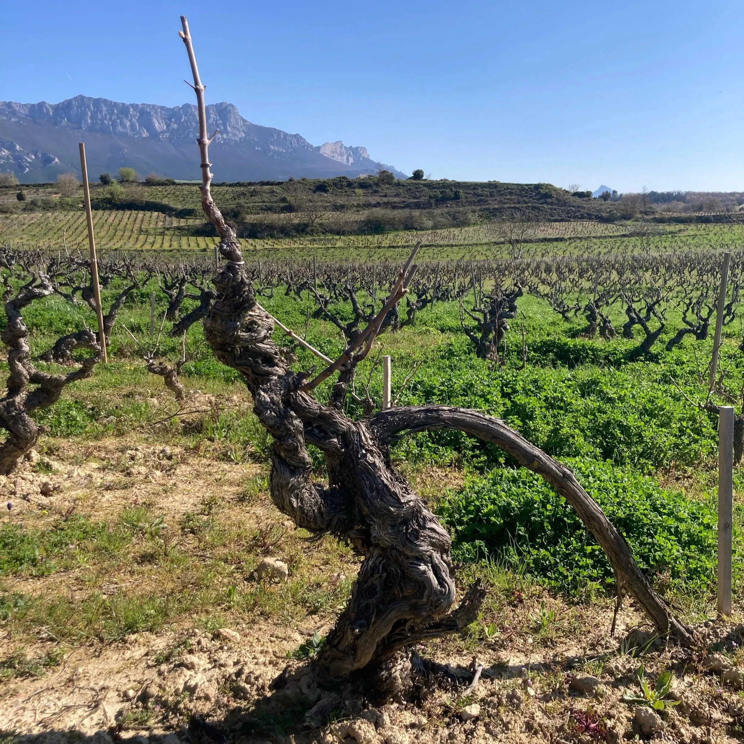 Bideona’s tapestry of old vines