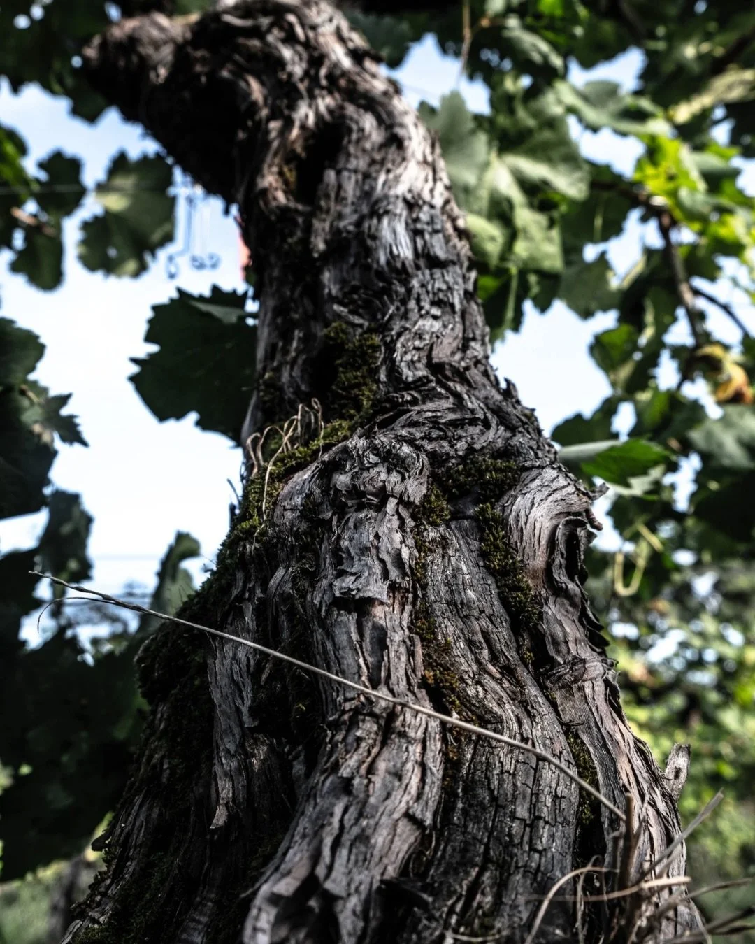 The Old Vine Conference is delighted to welcome Nino Franco Spumanti, from Conegliano Valdobbiadene, Prosecco Superiore DOCG, Italy, as a member of our global network.

Covering just 0.8 hectares, this historic parcel is planted with around 100-year-