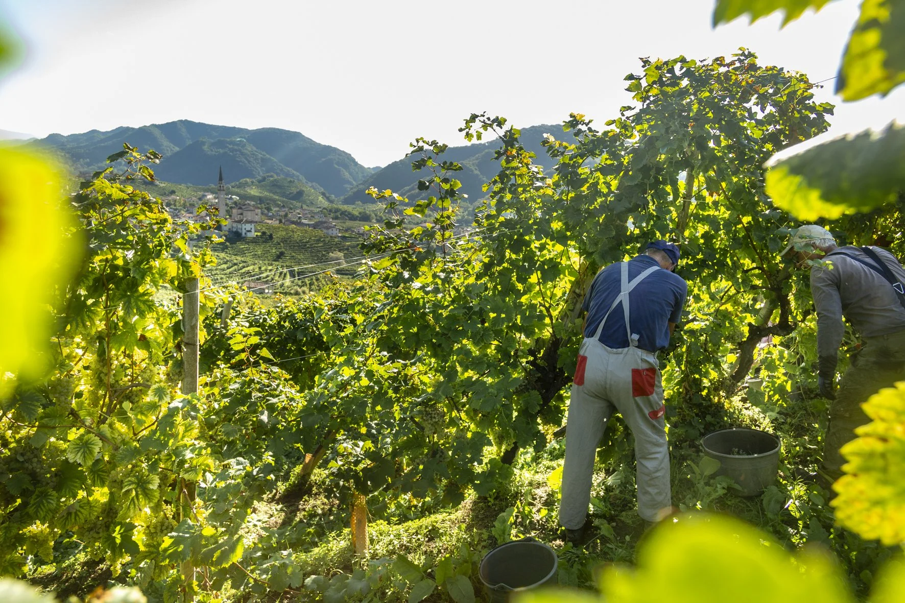The 2025 harvest at Guia Winery,  Valdobbiadene, Italy  