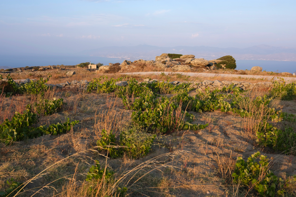 Regenerating the old vines of Paros