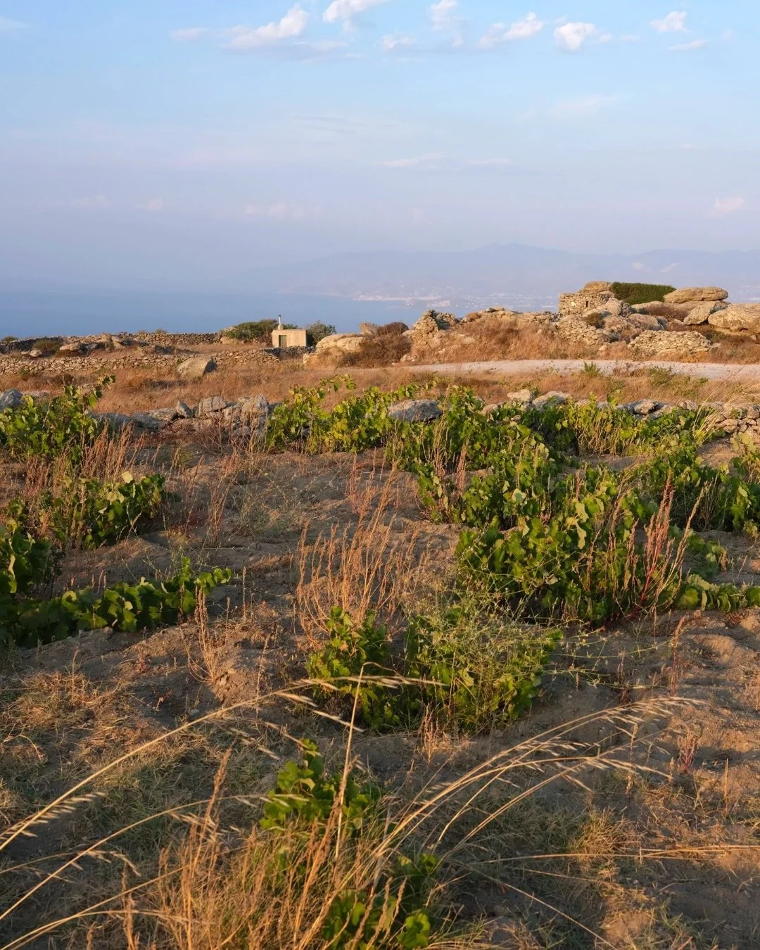How do you regenerate old vines, without irrigation, on a wind-swept Cycladic island? 🌿🍇

On Paros, the answer lies in precision, patience, and deep respect for tradition.

Under the leadership of Dimitris Mansolas, the Paros Farming Community has 
