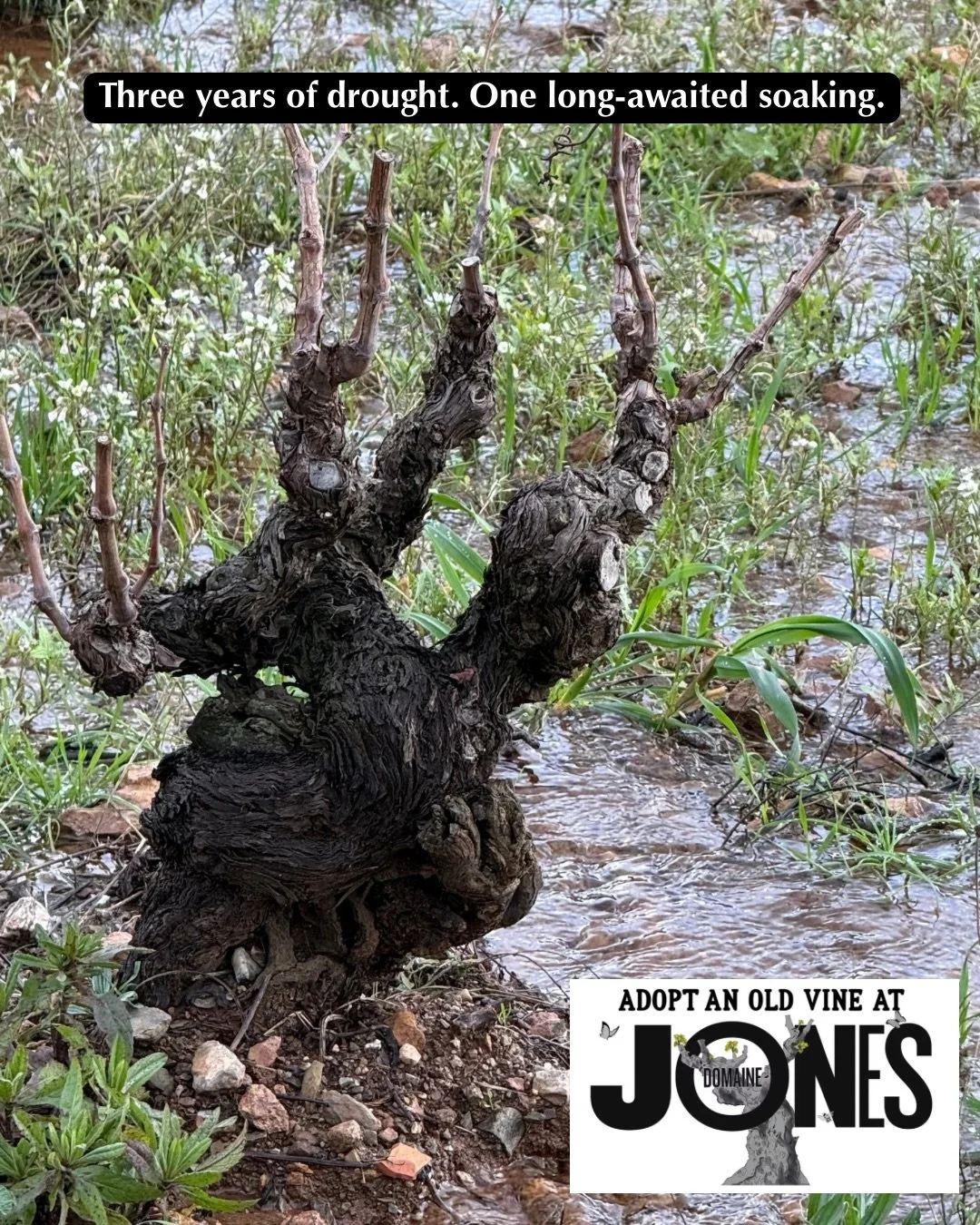 🌧️Three years of drought. One long-awaited soaking.

For L&eacute;a, a 121-year-old Grenache Gris vine in La Grande Pi&egrave;ce vineyard in the South of France this rainfall marks the beginning of recovery after years of survival mode. 🌿

Old vine