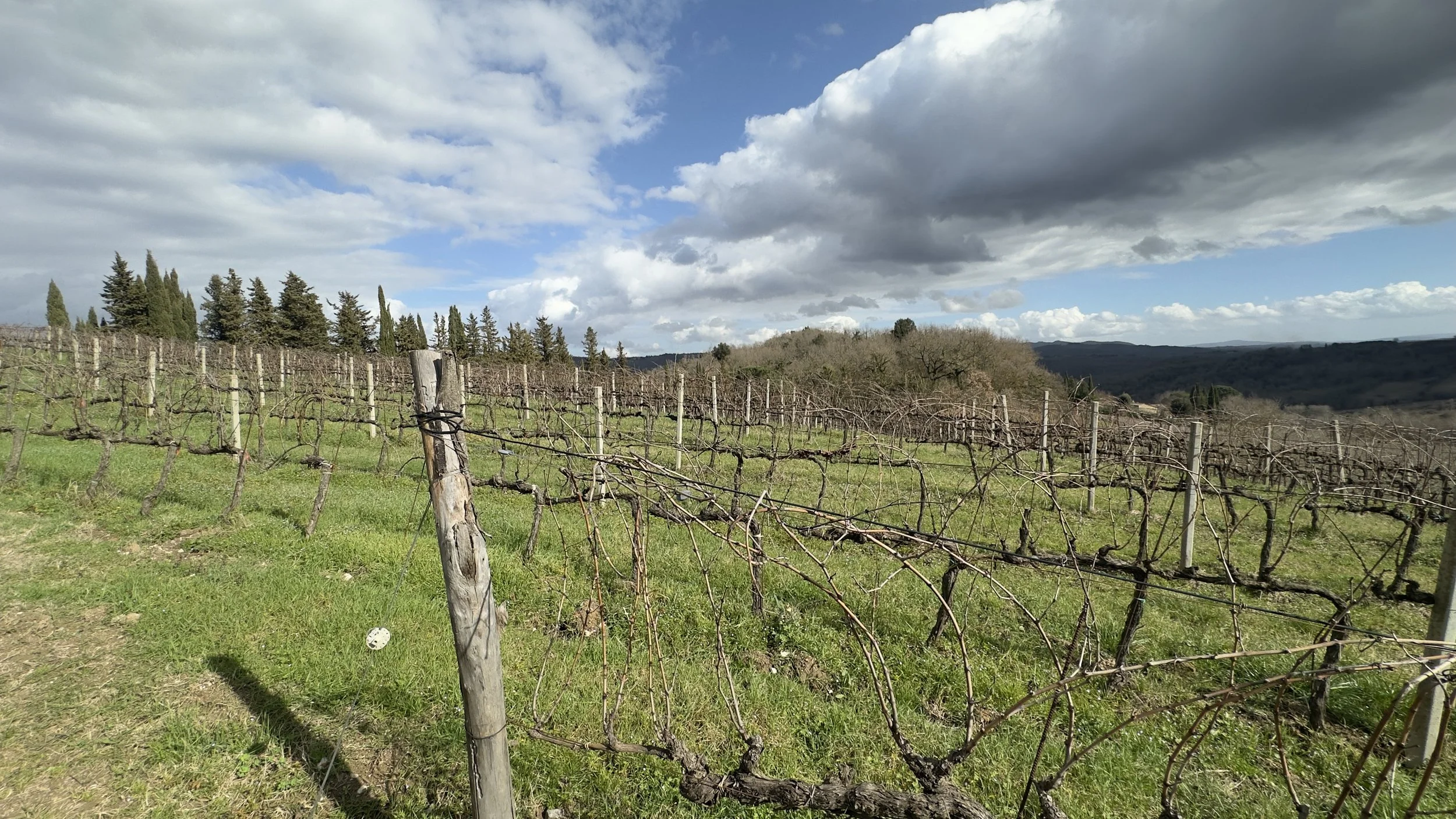 Cold winter conditions for old vine Sangiovese in Radda, Chianti, ITaly