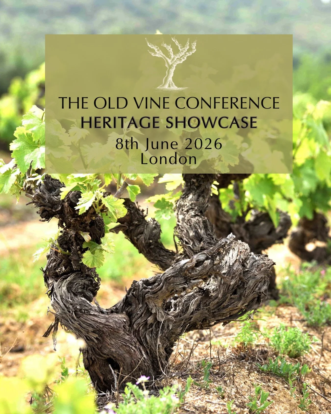 London, we&rsquo;re back!
 Save the date : 8th June 2026!!

Registration is now open for The Old Vine Conference Heritage Showcase - one of the world&rsquo;s largest tastings of old-vine wines. The 2026 edition will feature wines from old vines, heri