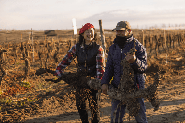 Rescue of 37-year old vines, now thriving in Gualtallary Alto ...