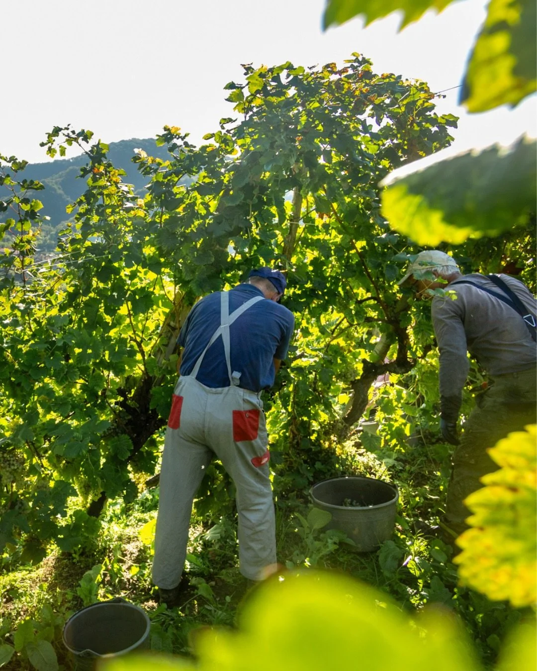 Our blog is a vast resource of old vine news from around the world, ranging from tales of old-vine rescue efforts to harvest reports like this one from Italy.

Head to the blog for the full article from OVC member Guia winery reporting on the &ldquo;