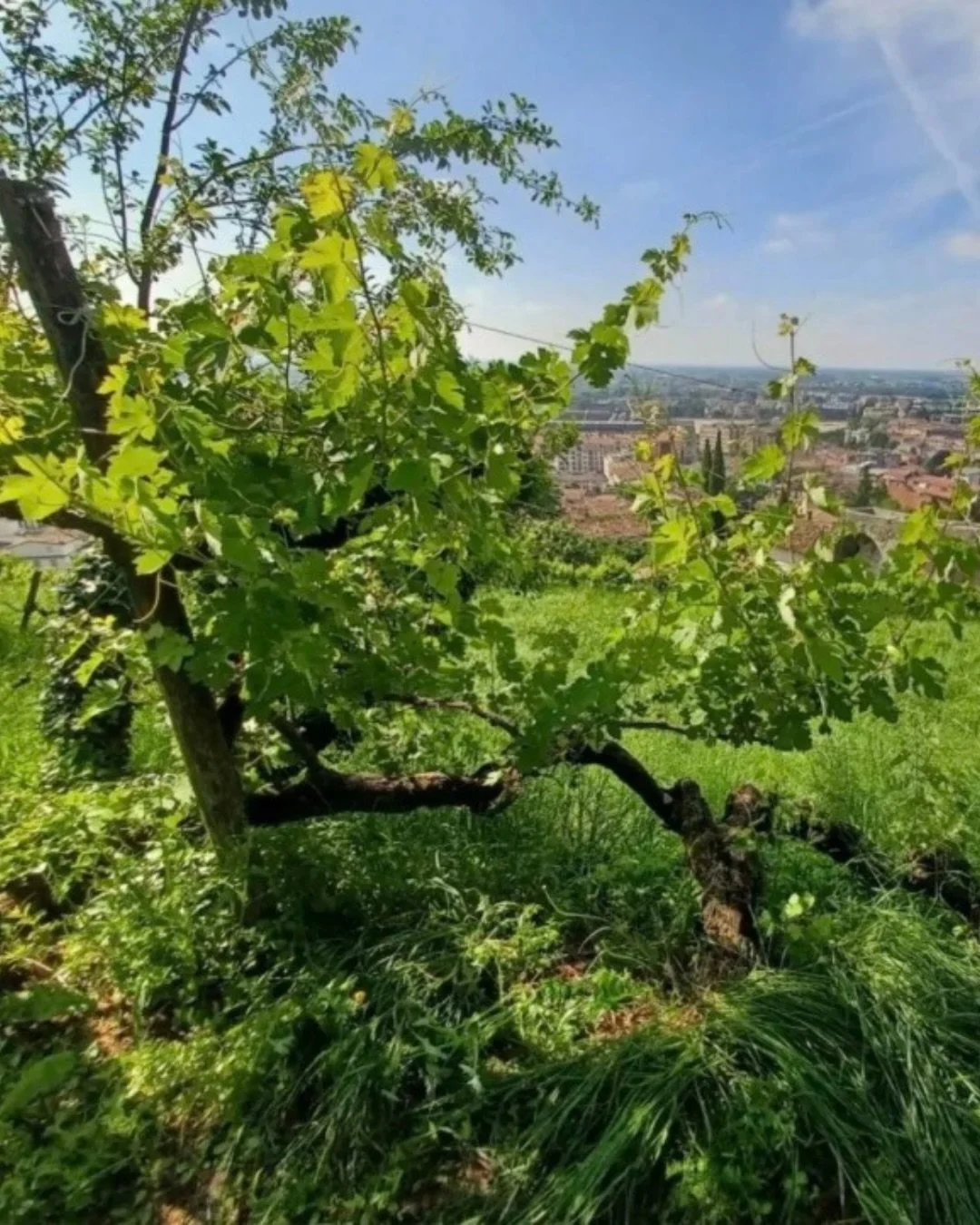 We&rsquo;re delighted to welcome @bottegaspa to the OVC community and look forward to sharing more of these remarkable old vine stories together.

Beneath the castle of Conegliano, in the very heart of the city that gave birth to Prosecco, lies a vin