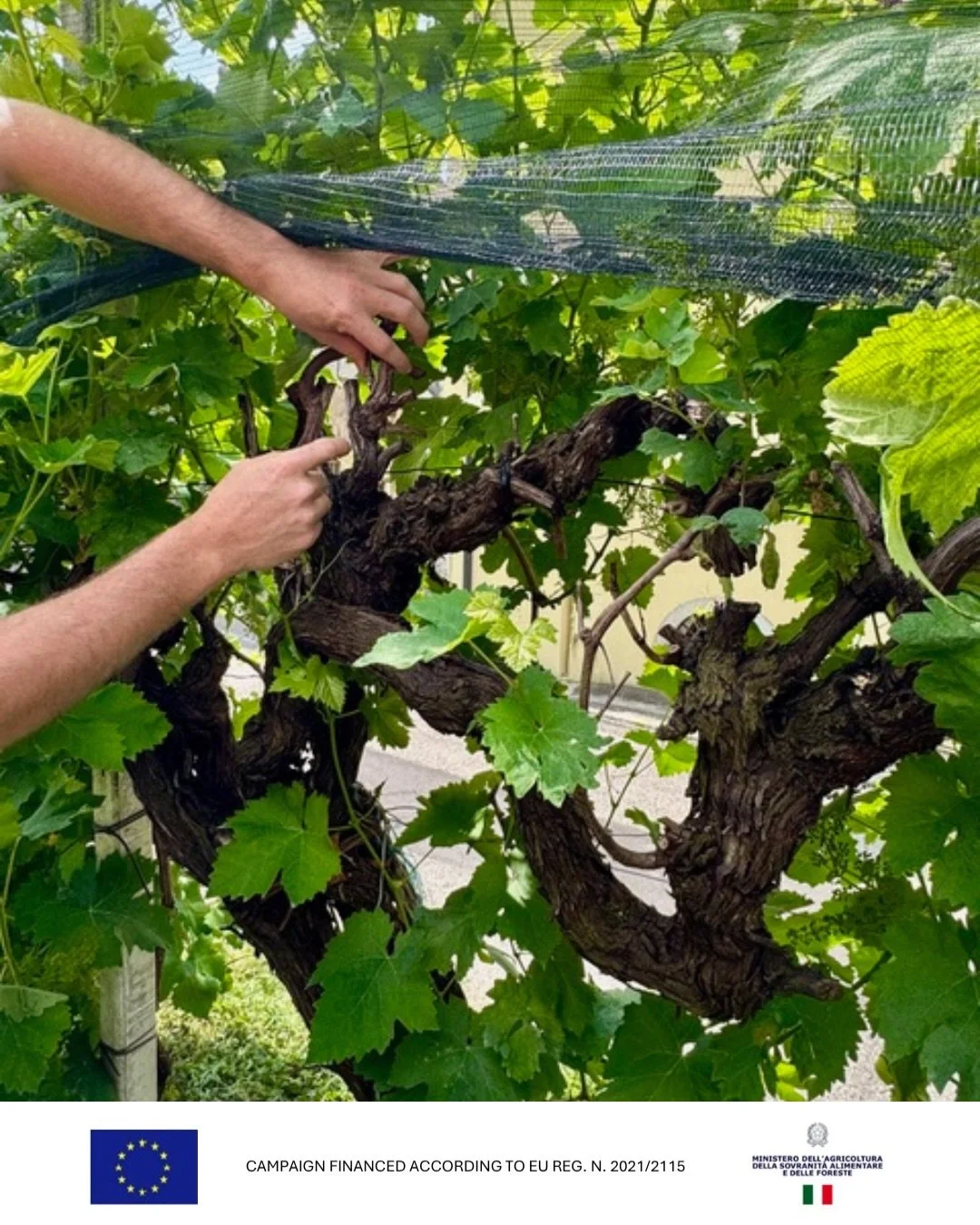 We are thrilled to welcome our new member to the community &mdash; Conegliano Valdobbiadene Prosecco Superiore DOCG.

In the rolling hills between Conegliano and Valdobbiadene, the essence of heroic viticulture is not a concept&mdash;it is a daily re