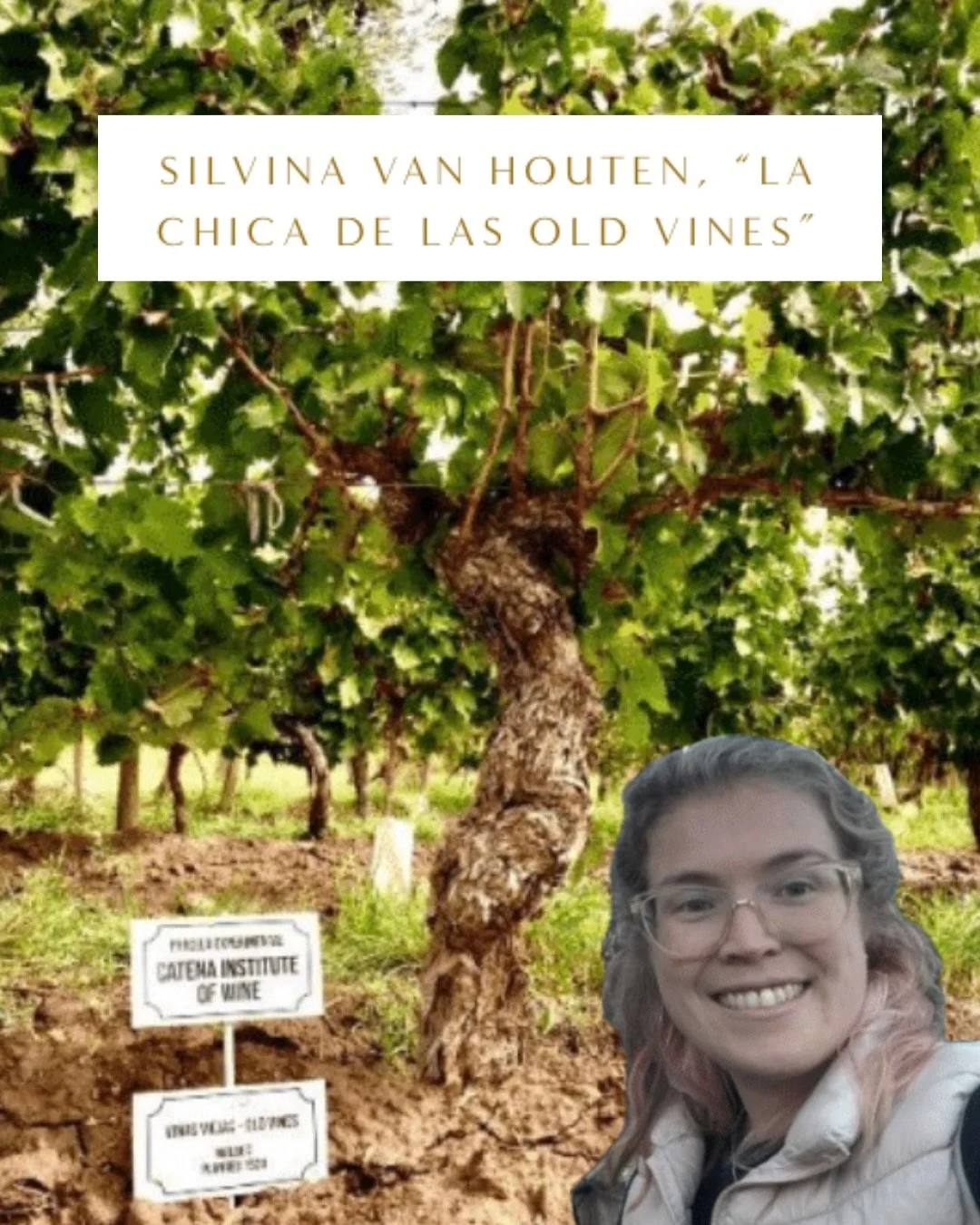She&rsquo;s known across Mendoza as &ldquo;La Chica de las Old Vines.&rdquo; 🌿

Meet Silvina Van Houten, the agricultural engineer helping uncover, document, and preserve Argentina&rsquo;s extraordinary old vine heritage.

Tracking down forgotten vi