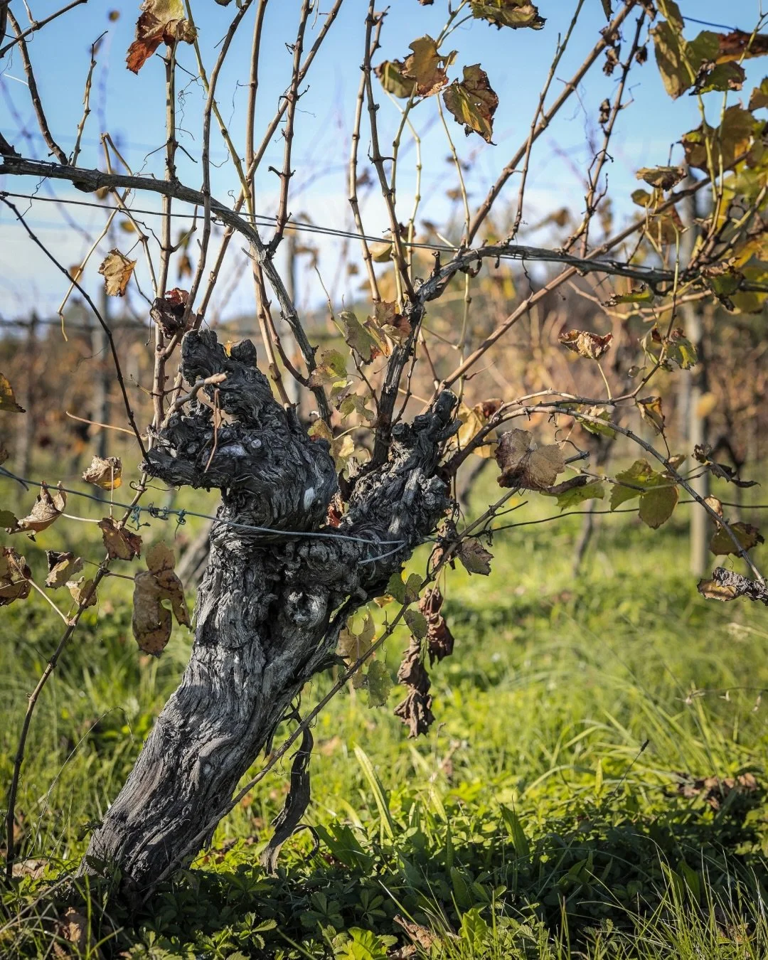 We are happy to welcome @vinibrumat  to the OVC community! 

Vini Brumat is a boutique estate in the Friuli Isonzo DOC, producing just 6,000 bottles annually, with a focus on Friulano, Malvasia Istriana, and Merlot. At the heart of the estate are its