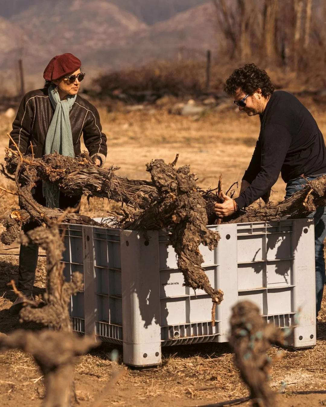 What if old vines destined to be grubbed-up weren&rsquo;t lost but could be physically replanted somewhere else? 🌱

When the building of a new road threatened 37-year-old vines in Mendoza, Dr Laura Catena did just that!

Instead of pulling them out,