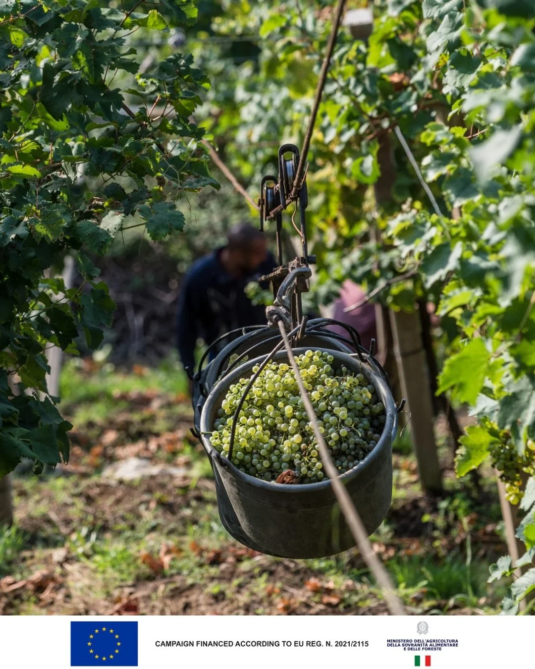 Steep Slopes of @coneglianovaldobbiadenedocg : Where Morphology Shapes Design

Steep, sculpted, and uncompromising in its terrain and the labour it demands &mdash; this is Conegliano Valdobbiadene.

The hills are shaped by a distinctive hogback forma