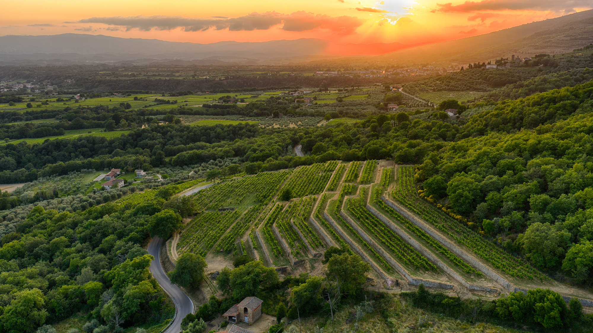 Vigna delle Sanzioni, DOC Valdarno di Sopra, TUSCANY, Italy 