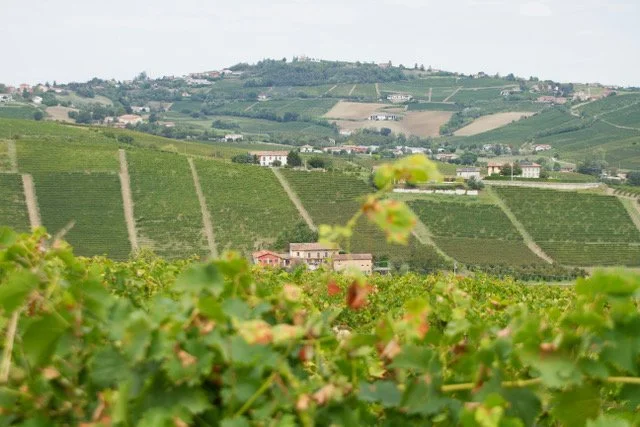 Old Vines, Native Roots: Why the Future of Wine May Lie in Its Past