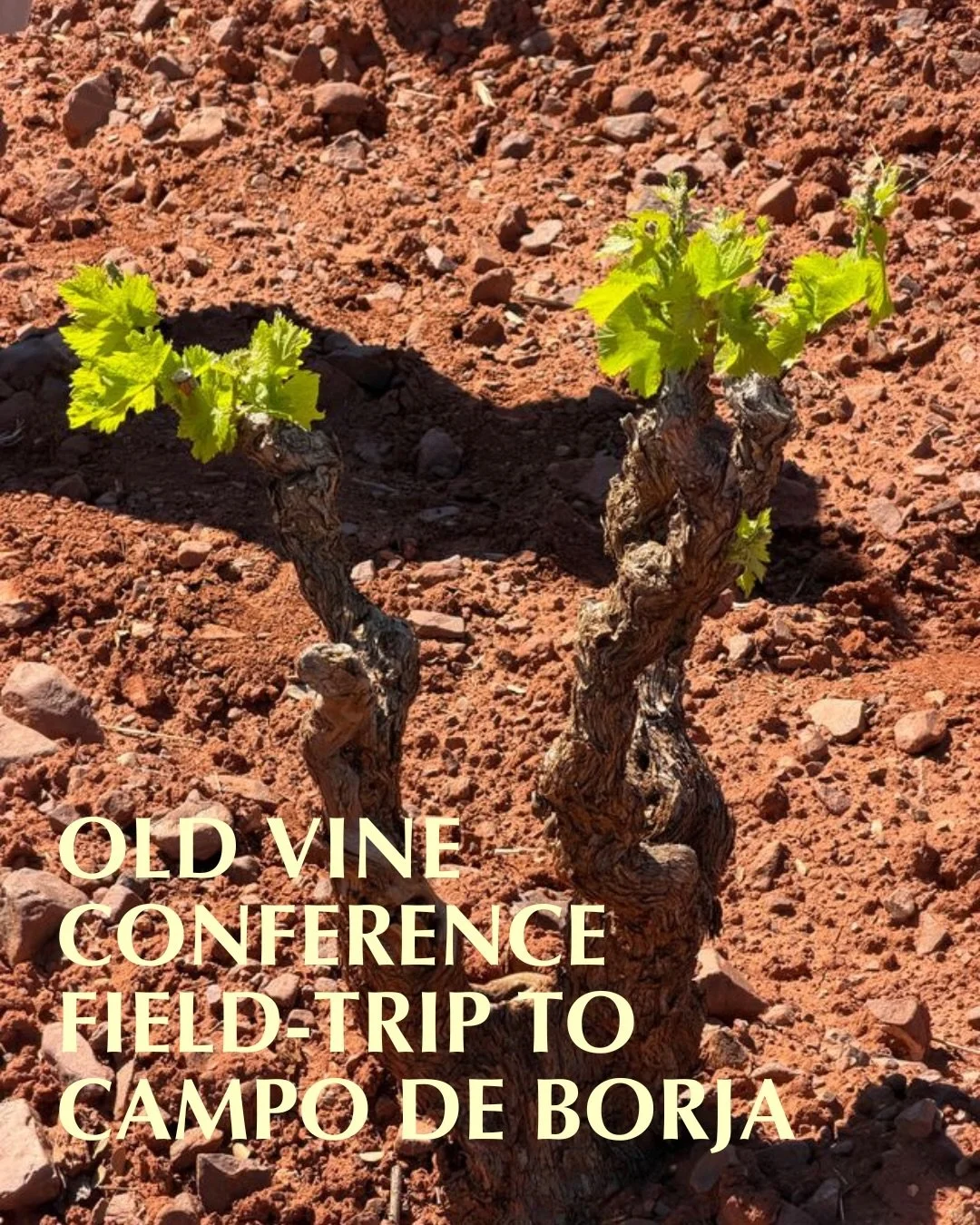 Did you know Garnacha likely originated in Aragon, with seeds found dating back to 2,000 BCE? 🧬🍇

We recently hosted a trip to @&zwnj;docampodeborja where &ldquo;Old Vine&rdquo; is a scientific mission, not just a label.

The Highlights:

✅ Garnach