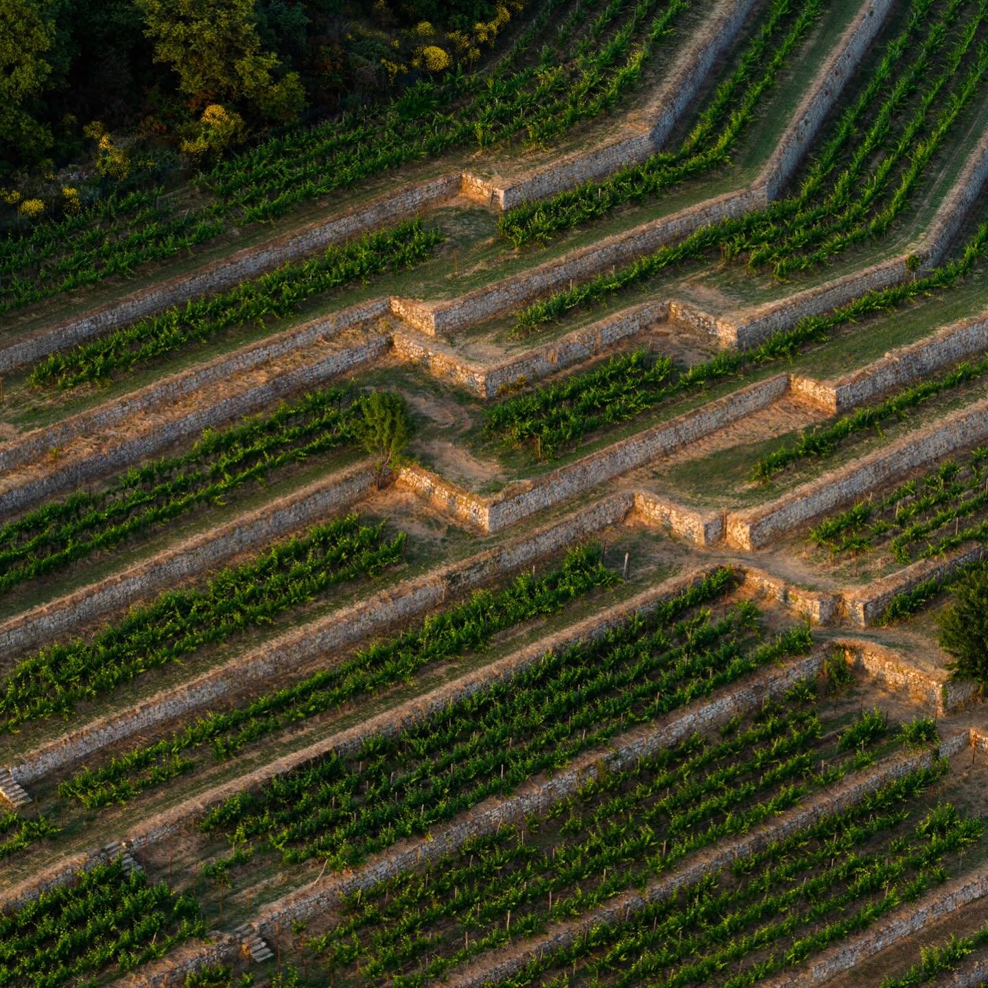 We&rsquo;re proud to introduce our newest winery members to the OVC community - Paola &amp; Giandomenico Gigante, guardians of one of Tuscany&rsquo;s most extraordinary living vineyards @vignadellesanzioni.

Perched above Loro Ciuffenna along the anc