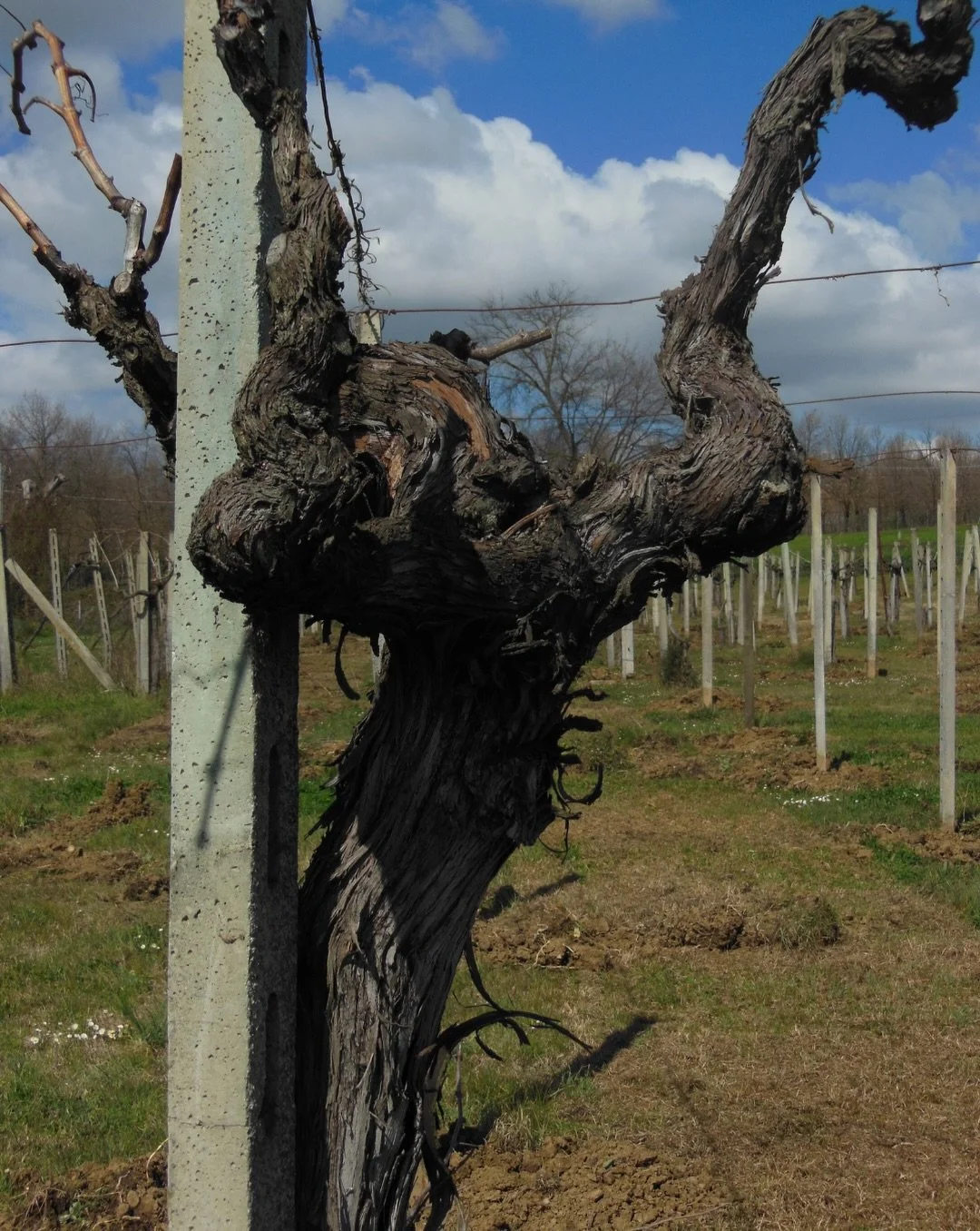 We are happy to have @faraonevini join us as a member of the old vine conference.

At Azienda Agricola Faraone, the story of wine begins in the vineyard &mdash; and in some cases, in vineyards that have already lived a long life. The estate farms 14 