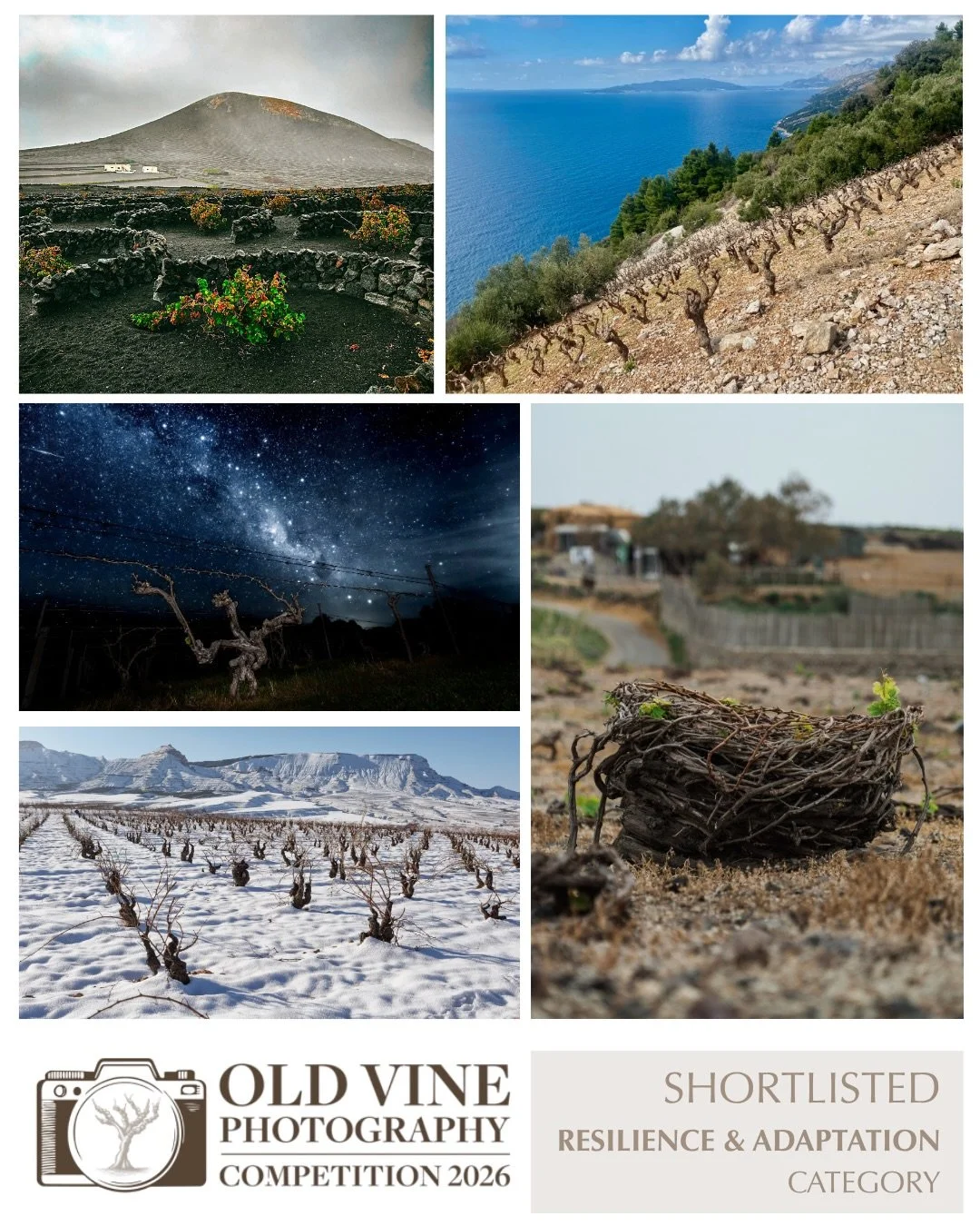 📸 CATEGORY SHORTLIST : RESILIENCE AND ADAPTATION

We&rsquo;re delighted to reveal the shortlisted photographs in the &lsquo;Resilience and Adaptation&rsquo; category of the inaugural Old Vine Photography Competition 2026.

Selected from nearly 300 e