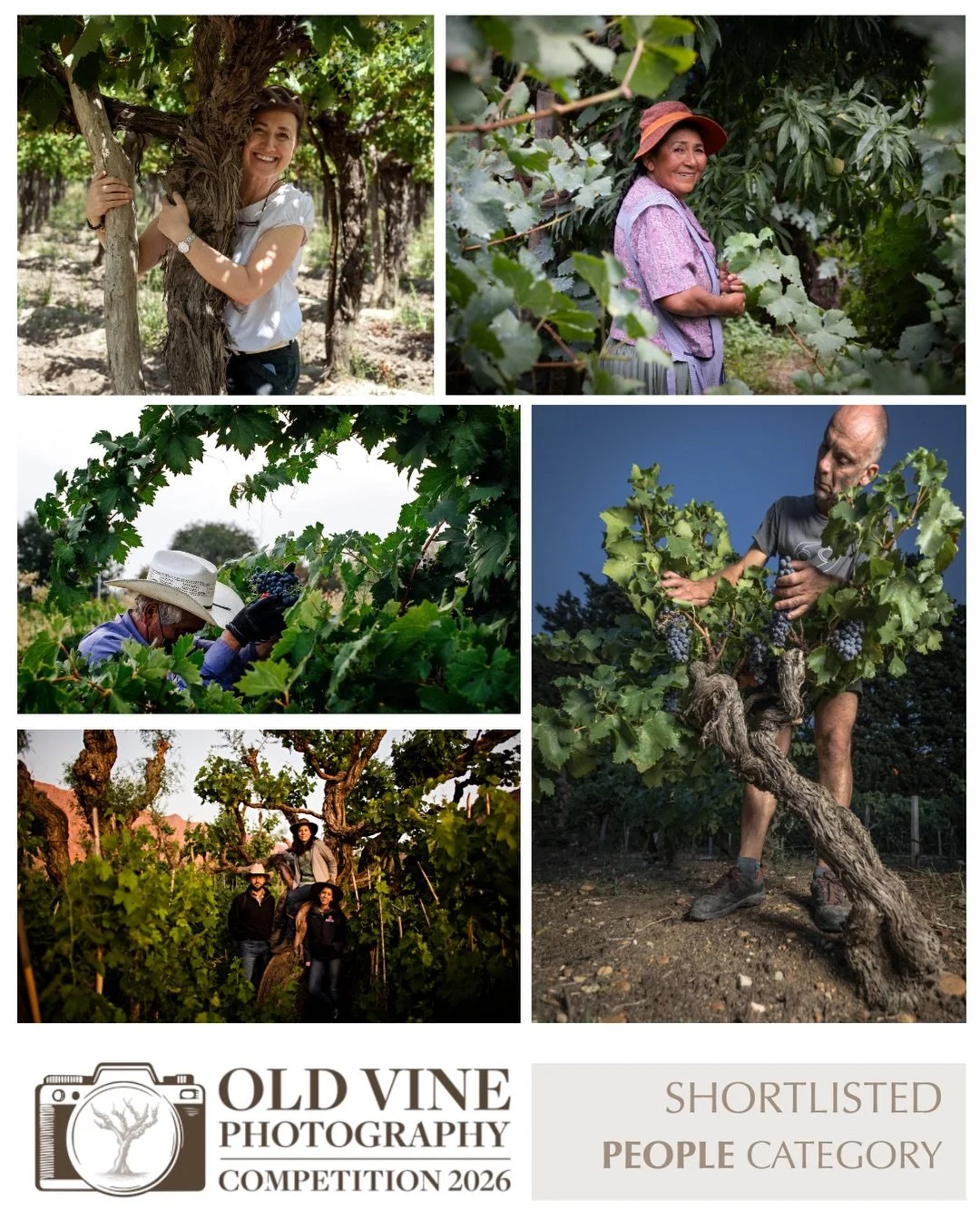 📸 CATEGORY SHORTLIST : PEOPLE

Swipe to see the shortlisted photographs in the &lsquo;People&rsquo; category of the inaugural Old Vine Photography Competition.

Behind every old vine is a person dedicated to its care, preservation and future.

This 