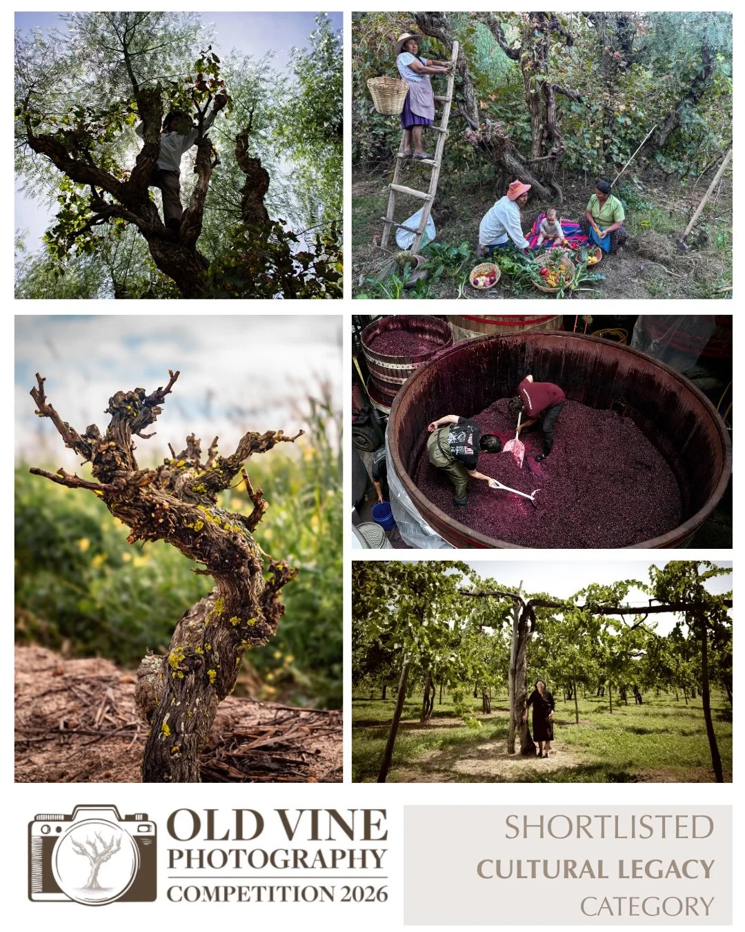 📸 CATEGORY SHORTLIST: CULTURAL LEGACY

Old vines are living links to history, tradition and community.

The shortlisted images in this category celebrate the enduring significance of old vines and reveal how heritage and contemporary life intersect 