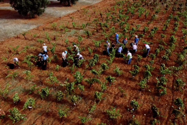 Agricola Felline, Puglia, Italy