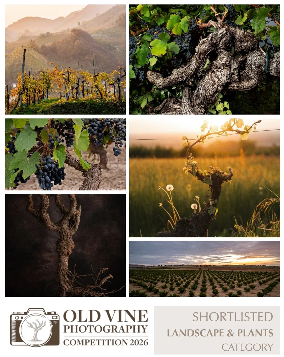 📸 CATEGORY SHORTLIST: LANDSCAPE &amp; PLANTS

Concluding our category shortlist announcements is Landscape &amp; Plants.

From sweeping vineyard landscapes to the intricate forms and textures of individual vines, this category celebrates the beauty 