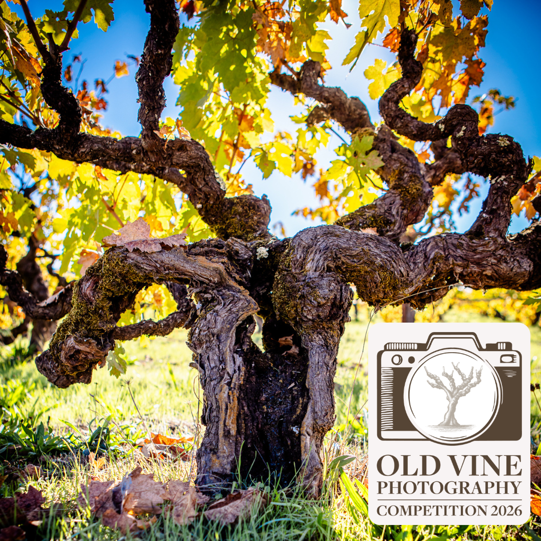 Old Vine Photography Competition 2026: Shortlist Revealed at Heritage Showcase