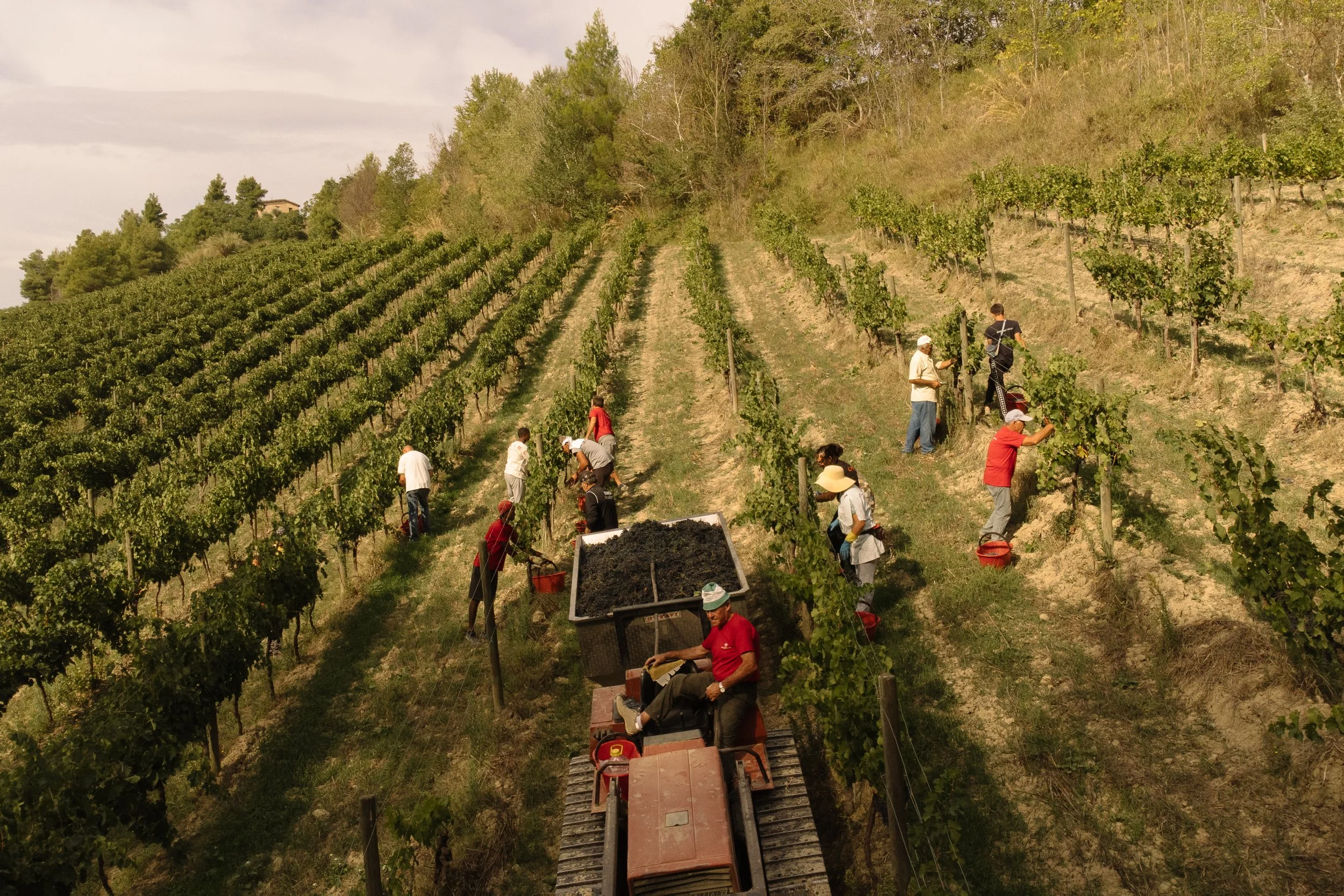 Tenuta Cocci Grifoni, Marche, Italy 