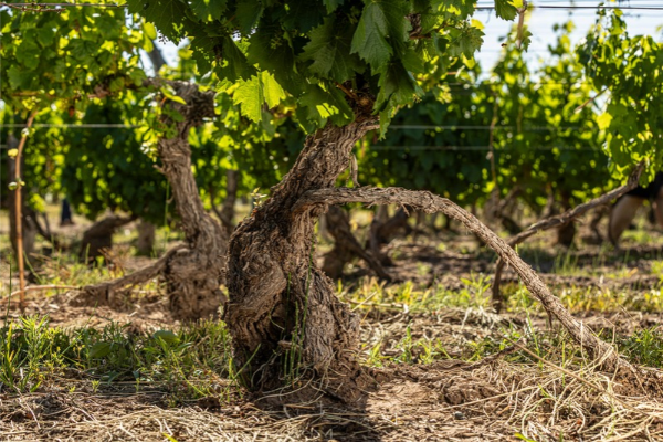 Catena Institute of wine                Mendoza, Argentina