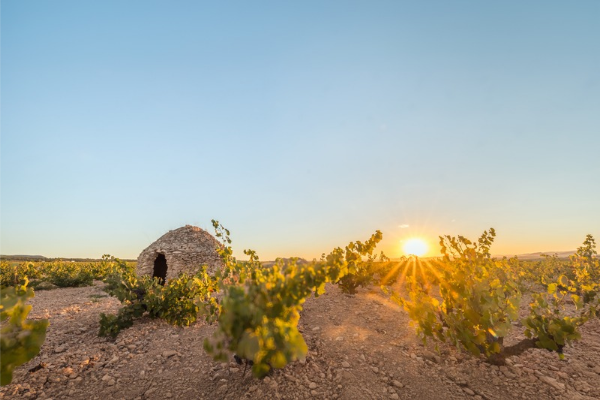 A new understanding of DO Jumilla through its old vine parcels