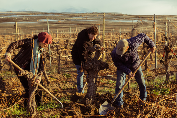 Digging up vines at Luca Wines