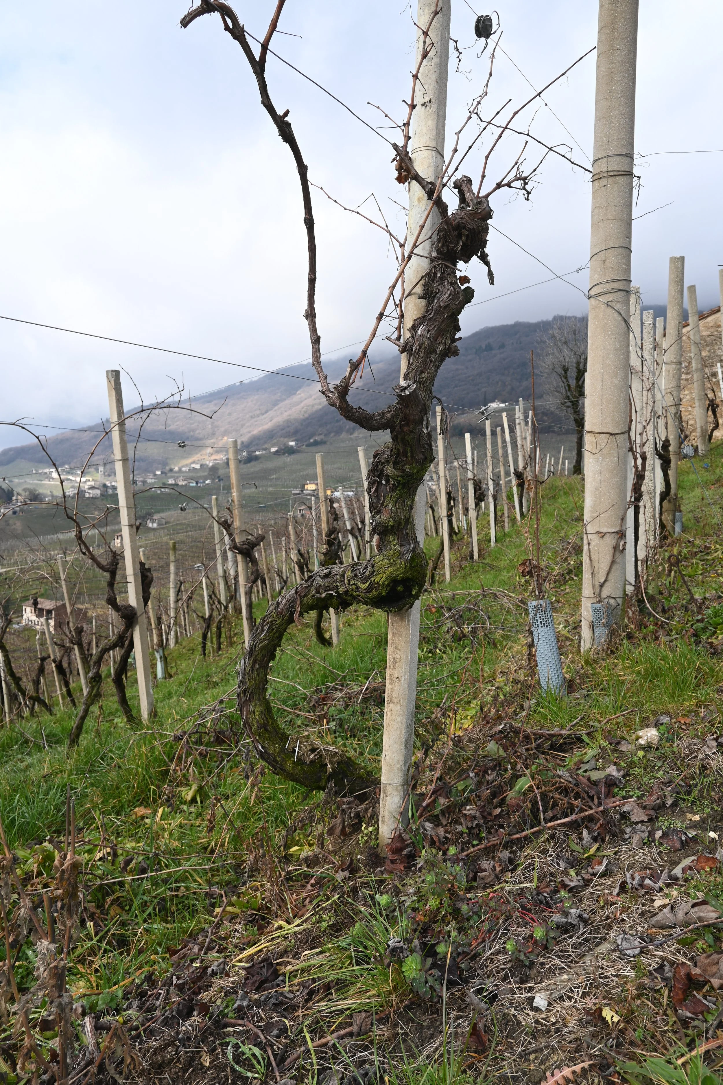 Old vines at Ronce