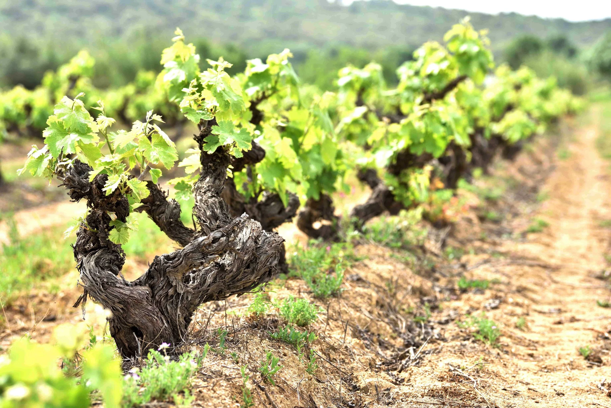 Old Vines at Quinta do Paral 
