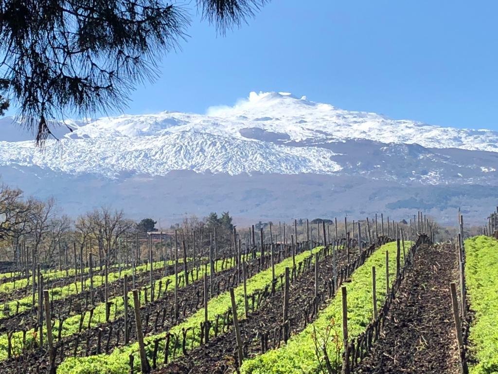 The Al Cantara vines on the slopes of Mount Etna