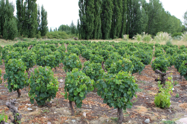 Image of healthy old bush vines with green leaf growth in Gualtallary Alto