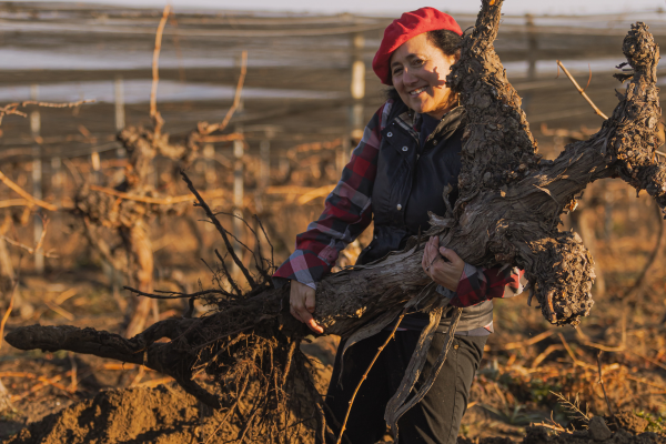 Dr Laura Catena carrying a heavy old vine for transplantation