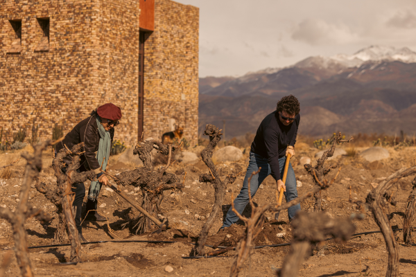 Dr Laura Catena helping to replant vines in Gualtallary Alto, Argentina