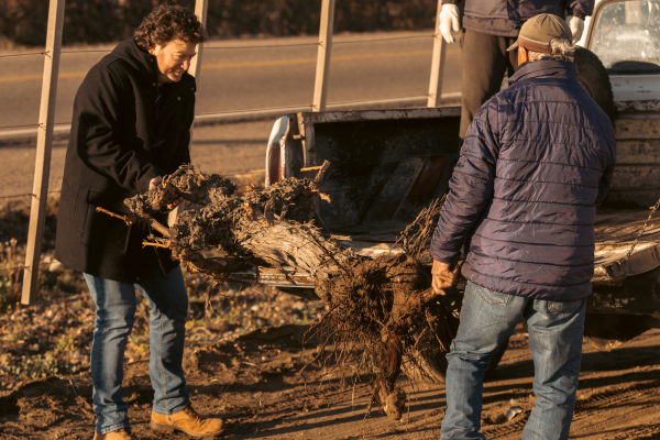 Old Vines being moved to a new location in Argentina