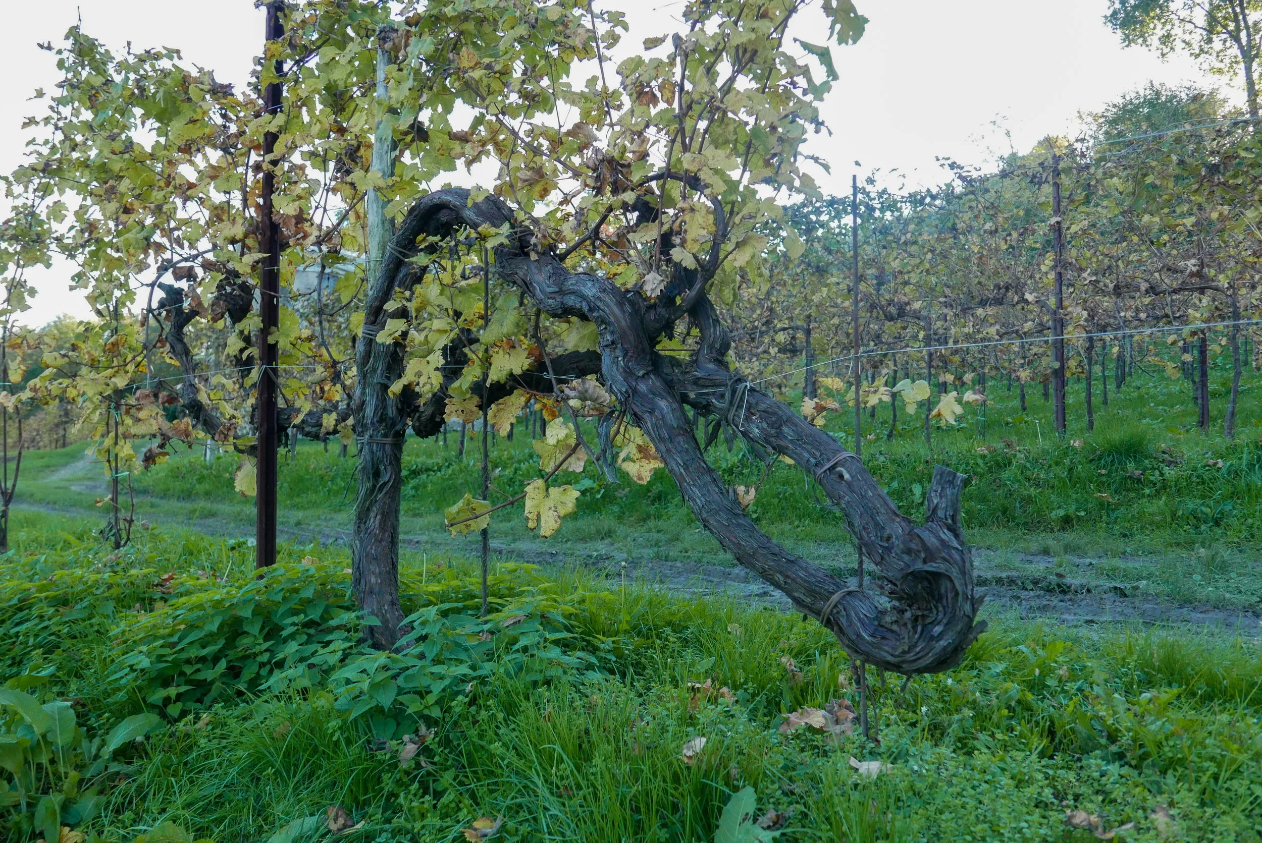 Old VInes in Vigna La Castella_ Rua di Feletto_Prosecco