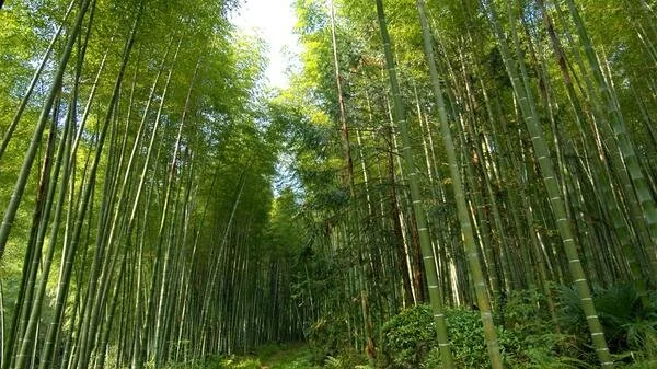 What can bamboo teach us?😅👍